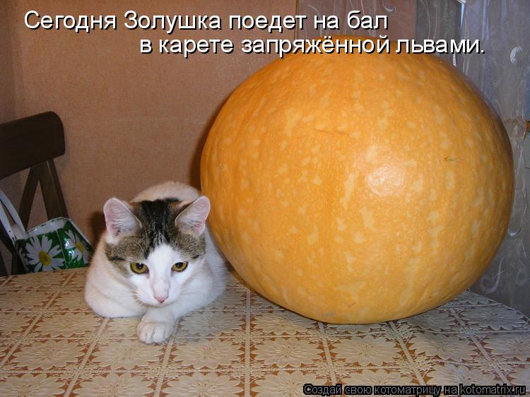 Котоматрица: Сегодня Золушка поедет на бал  в карете запряжённой львами.
