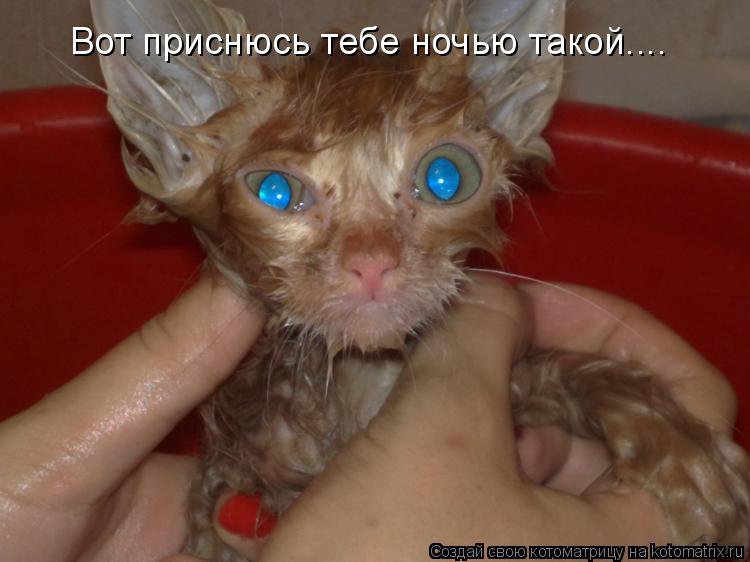 Котоматрица: Вот приснюсь тебе ночью такой....