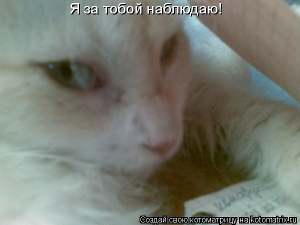 Котоматрица: Я за тобой наблюдаю!