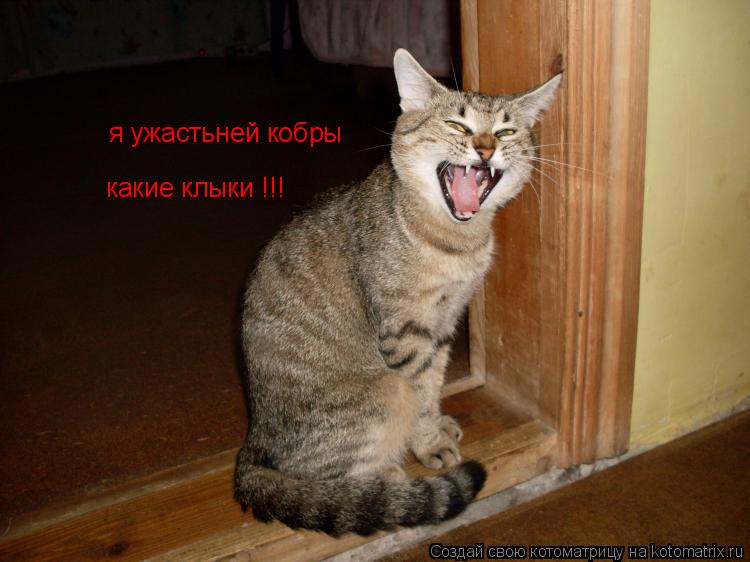 Котоматрица: я ужастьней кобры какие клыки !!! какие клыки !!!