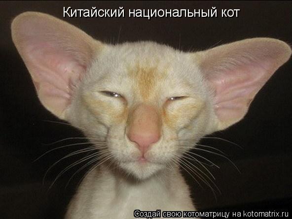 Котоматрица: Китайский национальный кот