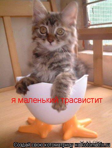 Котоматрица: я маленький трасвистит