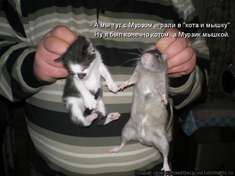 Котоматрица: - А мы тут с Мурзом играли в "кота и мышку" Ну я был конечно котом, а Мурзик мышкой.