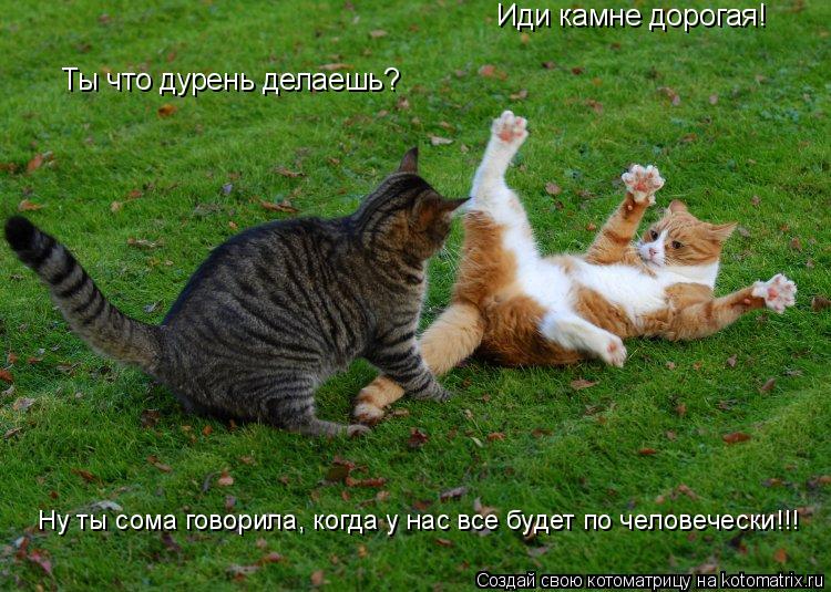 Котоматрица: Иди камне дорогая! Ты что дурень делаешь? Ну ты сома говорила, когда у нас все будет по человечески!!!