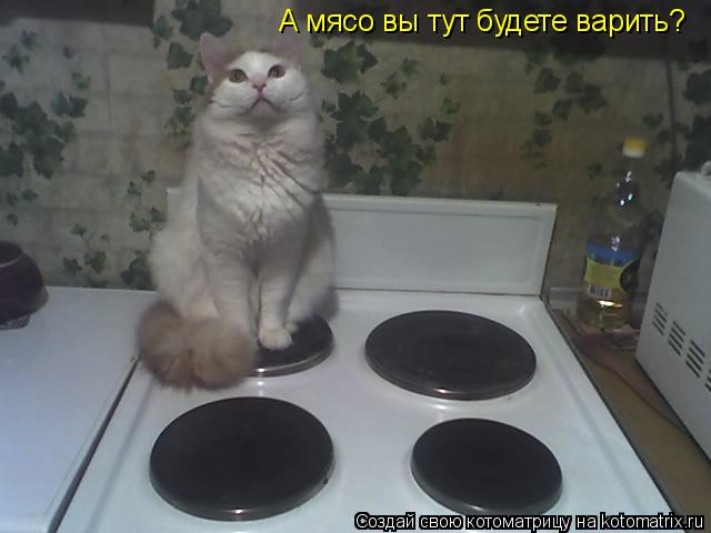 А мясо вы тут будете варить?... Котоматрица: А мясо вы тут будете варить?