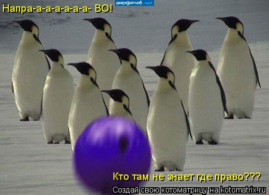 Напра-а-а-а-а-а-а- ВО! Кто там не знает где право???... Котоматрица: Напра-а-а-а-а-а-а- ВО! Кто там не знает где право???