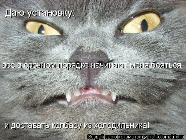 Котоматрица: Даю установку: все в срочном порядке начинают меня бояться и доставать колбасу из холодильника!