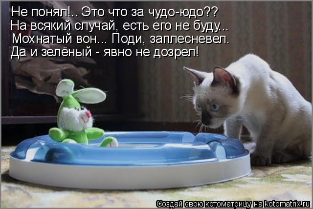 Не понял!.. Это что за чудо-юдо?? На всякий случай, есть его не буду... Мохнатый вон... Поди, заплесн... Котоматрица: Не понял!.. Это что за чудо-юдо?? На всякий случай, есть его не буду... Мохнатый вон... Поди, заплесневел. Да и зелёный - явно не дозрел!