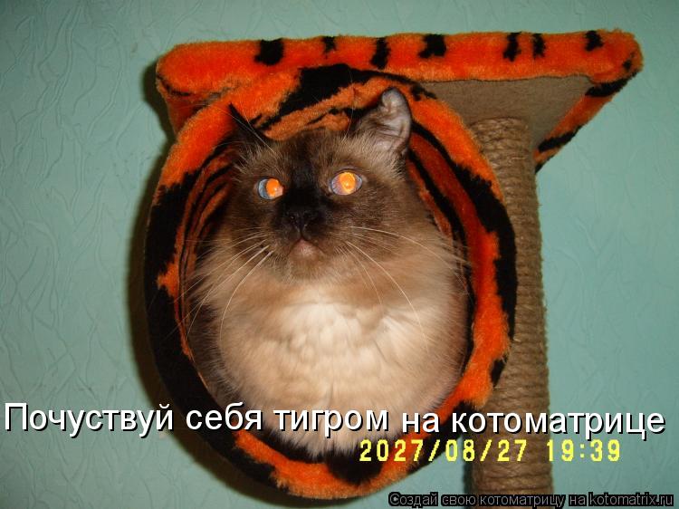Почуствуй себя тигром на котоматрице... Котоматрица: Почуствуй себя тигром на котоматрице