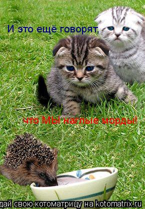 И это ещё говорят, что МЫ наглые морды!... Котоматрица: И это ещё говорят, что МЫ наглые морды!