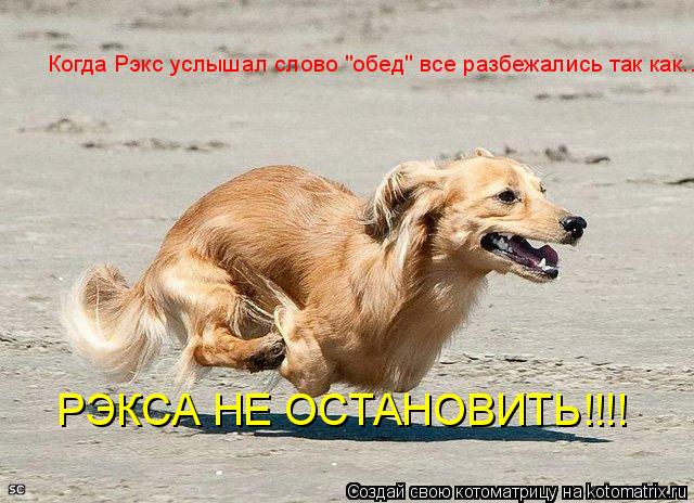 Когда Рэкс услышал слово "обед" все разбежались так как... РЭКСА НЕ ОСТАНОВИТЬ!!!!... Котоматрица: Когда Рэкс услышал слово "обед" все разбежались так как... РЭКСА НЕ ОСТАНОВИТЬ!!!!