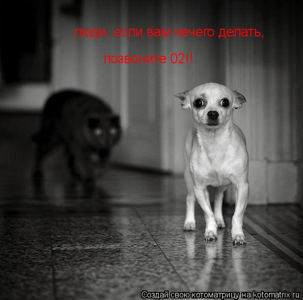 люди, если вам нечего делать, позвоните 02!!... Котоматрица: люди, если вам нечего делать, позвоните 02!!