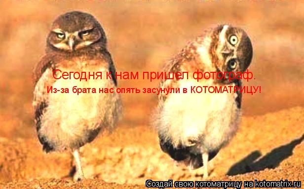 Котоматрица: Сегодня к нам пришел фотограф. Из-за брата нас опять засунули в КОТОМАТРИЦУ!