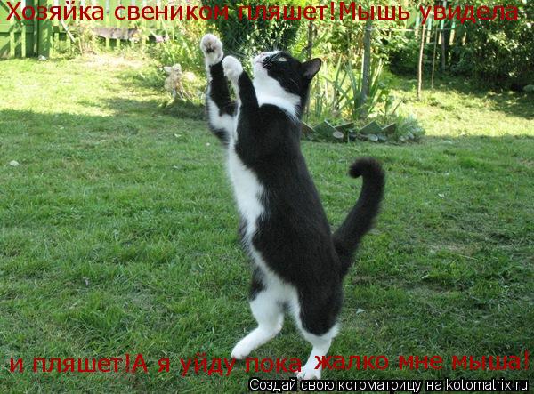 Котоматрица: Хозяйка свеником пляшет!Мышь увидела  и пляшет!А я уйду пока   жалко мне мыша!
