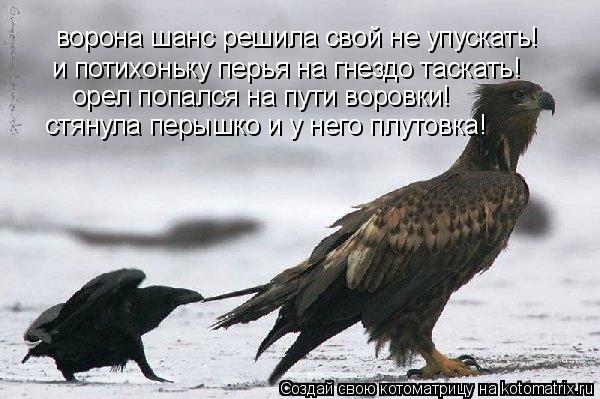 Котоматрица: ворона шанс решила свой не упускать! и потихоньку перья на гнездо таскать! орел попался на пути воровки! стянула перышко и у него плутовка!