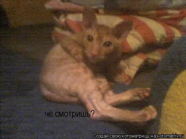 чё смотришь?... Котоматрица: чё смотришь?