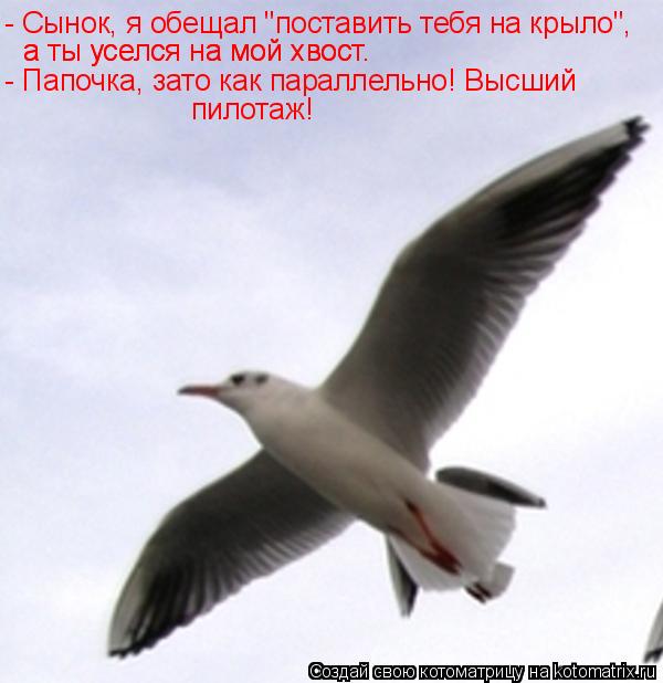 Котоматрица: - Сынок, я обещал "поставить тебя на крыло", а ты уселся на мой хвост. а ты уселся на мой хвост. - Папочка, зато как параллельно! Высший  пилотаж!