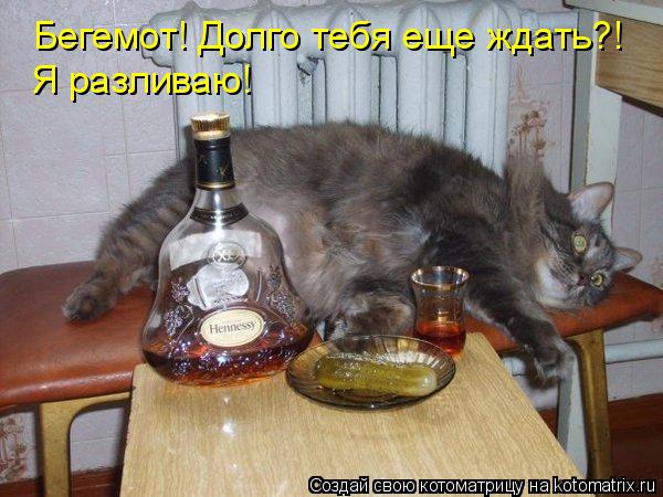 Бегемот! Долго тебя еще ждать?! Я разливаю!... Котоматрица: Бегемот! Долго тебя еще ждать?! Я разливаю!