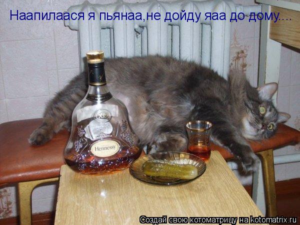 Наапилаася я пьянаа,не дойду яаа до дому....... Котоматрица: Наапилаася я пьянаа,не дойду яаа до дому....