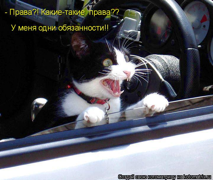 - Права?! Какие-такие права?? У меня одни обязанности!!... Котоматрица: - Права?! Какие-такие права?? У меня одни обязанности!!