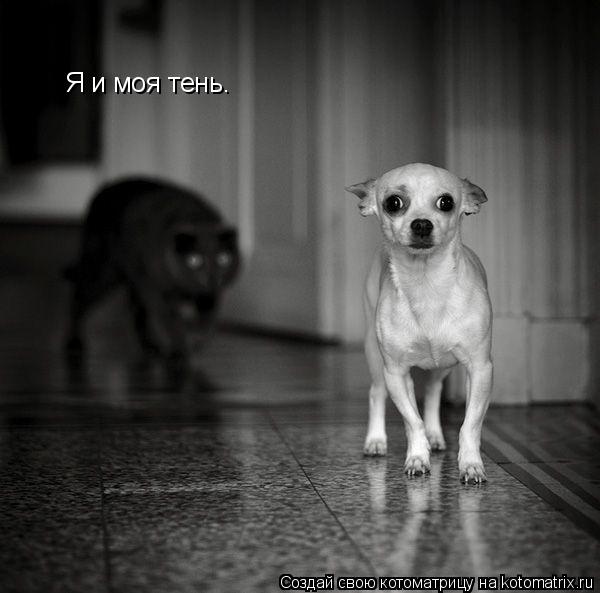 Я и моя тень.... Котоматрица: Я и моя тень.