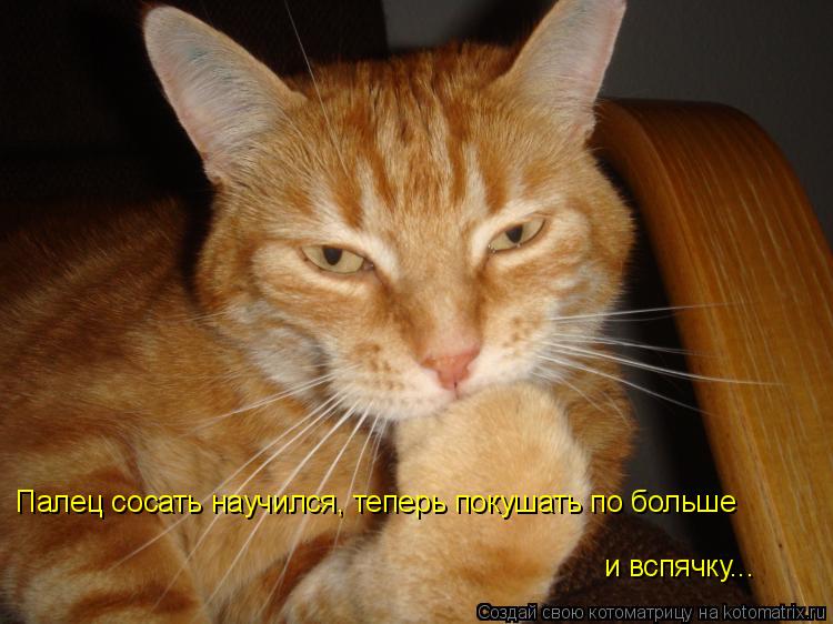 Палец сосать научился, теперь покушать по больше и вспячку...... Котоматрица: Палец сосать научился, теперь покушать по больше и вспячку...