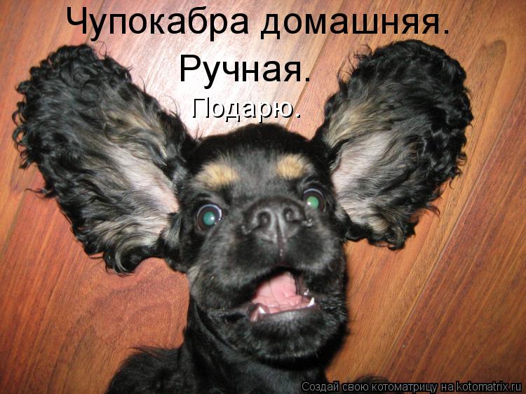 Ручная. Чупокабра домашняя. Подарю.... Котоматрица: Ручная. Чупокабра домашняя. Подарю.
