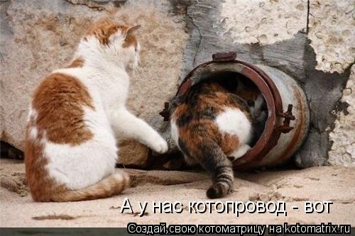 Котоматрица: А у нас котопровод - вот