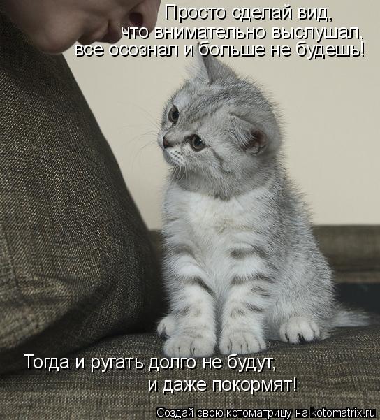 Котоматрица: что внимательно выслушал,  все осознал и больше не будешь! Тогда и ругать долго не будут, и даже покормят! Просто сделай вид,