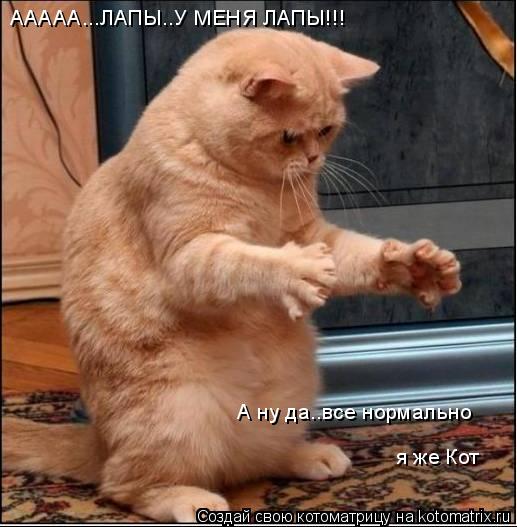 ААААА...ЛАПЫ..У МЕНЯ ЛАПЫ!!! А ну да..все нормально я же Кот... Котоматрица: ААААА...ЛАПЫ..У МЕНЯ ЛАПЫ!!! А ну да..все нормально я же Кот