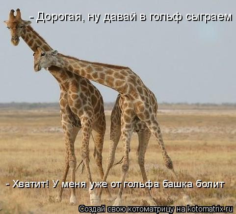 Котоматрица: - Дорогая, ну давай в гольф сыграем - Хватит! У меня уже от гольфа башка болит