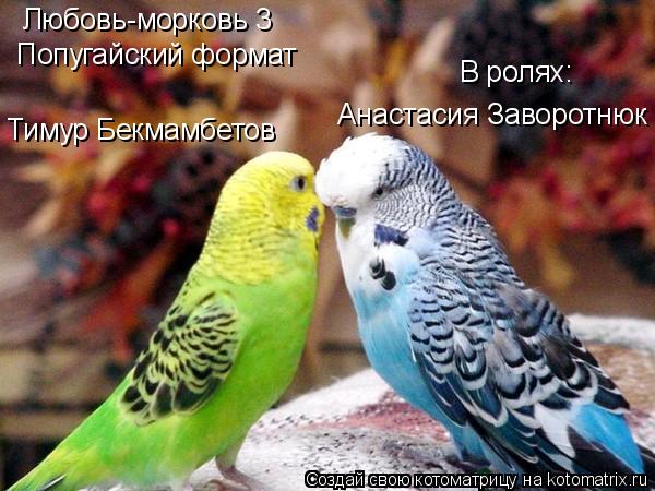 Котоматрица: Любовь-морковь 3 Попугайский формат В ролях: Тимур Бекмамбетов  Анастасия Заворотнюк