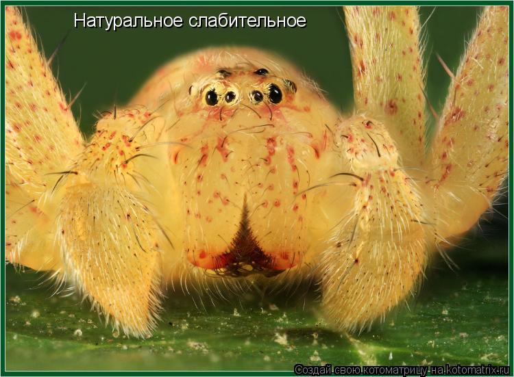 Котоматрица: Натуральное слабительное