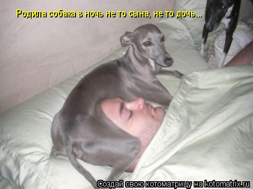Котоматрица: Родила собака в ночь не то сына, не то дочь...