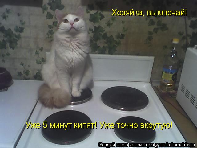 Котоматрица: Хозяйка, выключай! Уже 5 минут кипят! Уже точно вкрутую!
