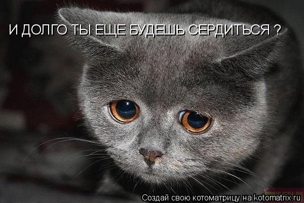 Котоматрица: И ДОЛГО ТЫ ЕЩЕ БУДЕШЬ СЕРДИТЬСЯ ?