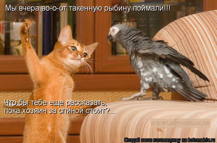 Котоматрица: Мы вчера во-о-от такенную рыбину поймали!!! Что бы тебе еще рассказать, пока хозяин за спиной стоит?...