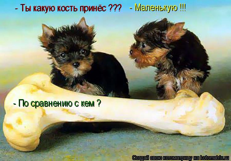 - Ты какую кость принёс ??? - Ты какую кость принёс ??? - Маленькую !!! - По сравнению с кем ?... Котоматрица: - Ты какую кость принёс ??? - Ты какую кость принёс ??? - Маленькую !!! - По сравнению с кем ?