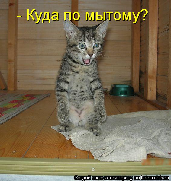 - Куда по мытому?... Котоматрица: - Куда по мытому?