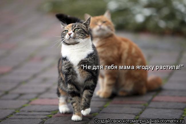 - "Не для тебя мама ягодку растила!"... Котоматрица: - "Не для тебя мама ягодку растила!"