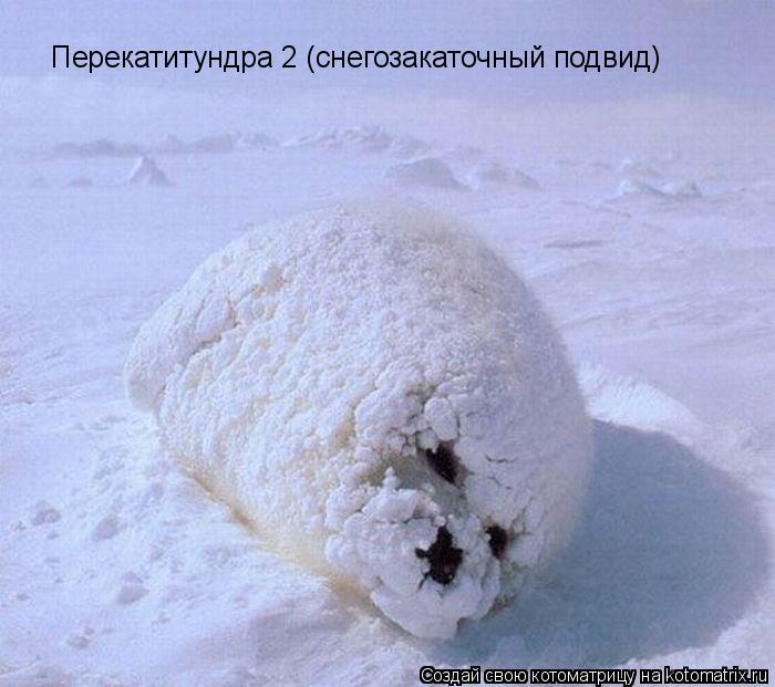 Перекатитундра 2 (снегозакаточный подвид)... Котоматрица: Перекатитундра 2 (снегозакаточный подвид)
