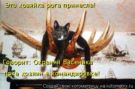Говорит: Охраняй Васенька пока хозяин в командировке! Это хозяйка рога принесла!... Котоматрица: Говорит: Охраняй Васенька пока хозяин в командировке! Это хозяйка рога принесла!