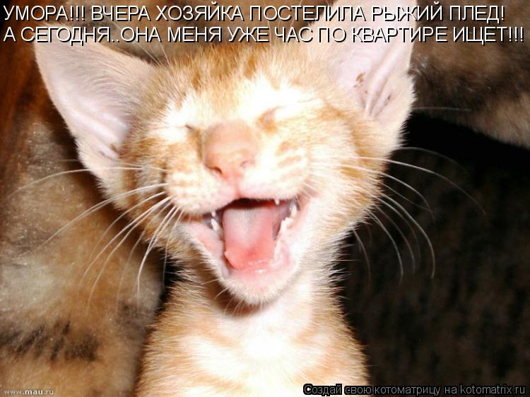 УМОРА!!! ВЧЕРА ХОЗЯЙКА ПОСТЕЛИЛА РЫЖИЙ ПЛЕД! А СЕГОДНЯ..ОНА МЕНЯ УЖЕ ЧАС ПО КВАРТИРЕ ИЩЕТ!!!... Котоматрица: УМОРА!!! ВЧЕРА ХОЗЯЙКА ПОСТЕЛИЛА РЫЖИЙ ПЛЕД! А СЕГОДНЯ..ОНА МЕНЯ УЖЕ ЧАС ПО КВАРТИРЕ ИЩЕТ!!!