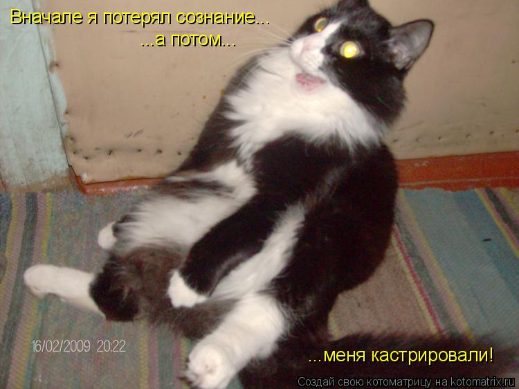 Вначале я потерял сознание... ...а потом... ...меня кастрировали!... Котоматрица: Вначале я потерял сознание... ...а потом... ...меня кастрировали!