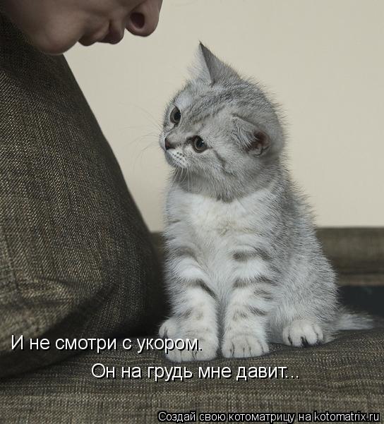 И не смотри с укором. Он на грудь мне давит...... Котоматрица: И не смотри с укором. Он на грудь мне давит...