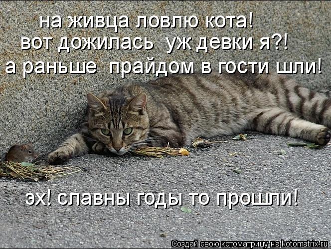 на живца ловлю кота! вот дожилась уж девки я?! а раньше прайдом в гости шли! эх! славны годы то про... Котоматрица: на живца ловлю кота! вот дожилась уж девки я?! а раньше прайдом в гости шли! эх! славны годы то прошли!