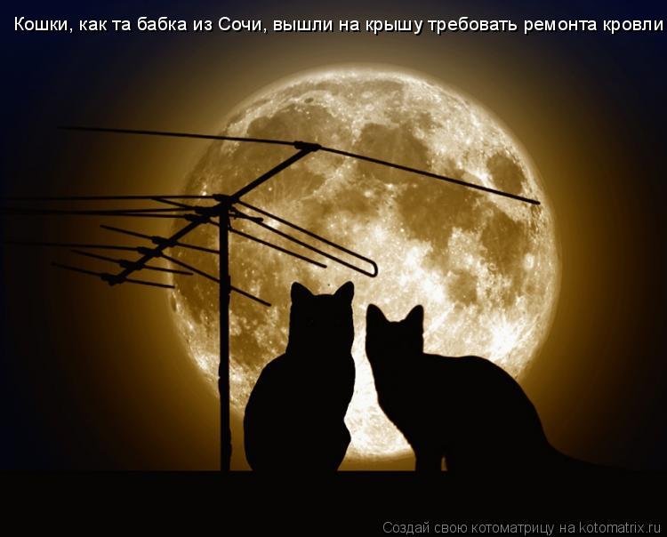 Кошки, как та бабка из Сочи, вышли на крышу требовать ремонта кровли... Котоматрица: Кошки, как та бабка из Сочи, вышли на крышу требовать ремонта кровли