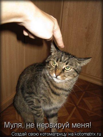 Муля, не нервируй меня!... Котоматрица: Муля, не нервируй меня!