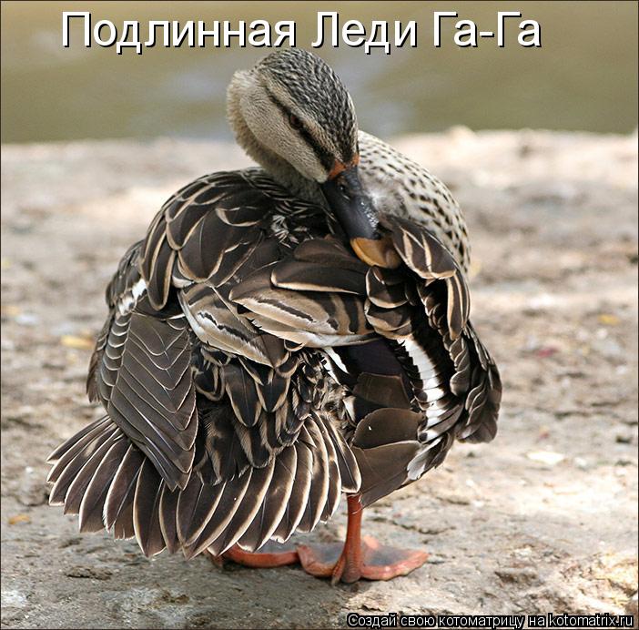 Подлинная Леди Га-Га... Котоматрица: Подлинная Леди Га-Га