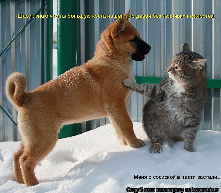 -Шарик знаю что ты большую кость нашёл , но давай без телячьих нежностей Меня с сосиской в пасти заст... Котоматрица: -Шарик знаю что ты большую кость нашёл , но давай без телячьих нежностей Меня с сосиской в пасти застали...